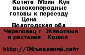 Котята  Мэйн  Кун высокопородные, готовы к переезду › Цена ­ 10 000 - Вологодская обл., Череповец г. Животные и растения » Кошки   